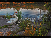 Swan Family-03