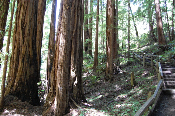 Muir Woods