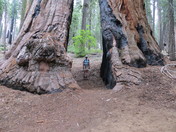 sequoia national park