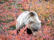 Denali National park