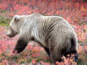 Denali National park