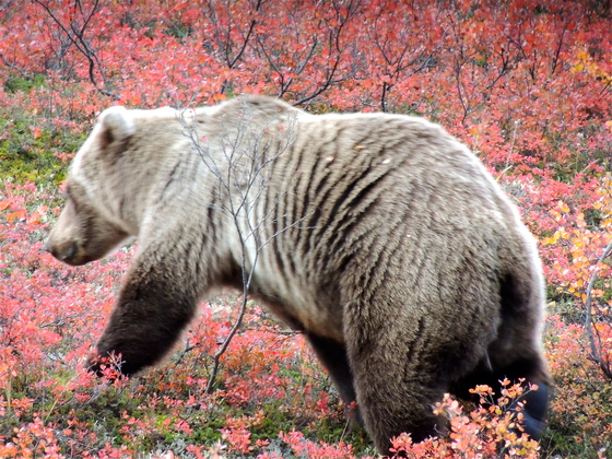 Denali National park