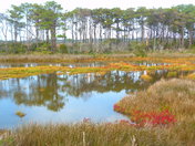 Assateague, Maryland