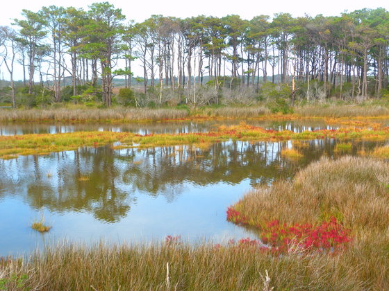 Assateague, Maryland