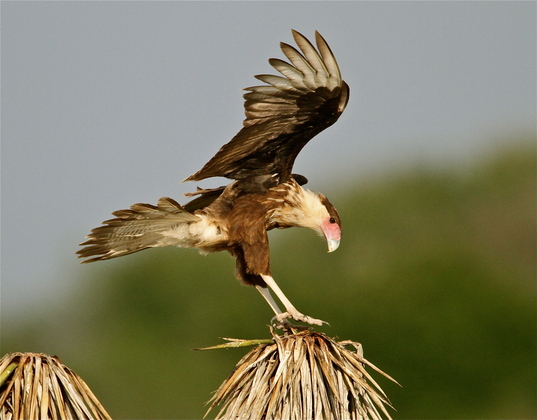 Laguna Aiascosa National Wildlife Refuge