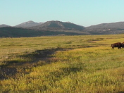 Jackson Hole Elk National Wildlife Refuge