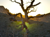 Mojave National Park Preserve