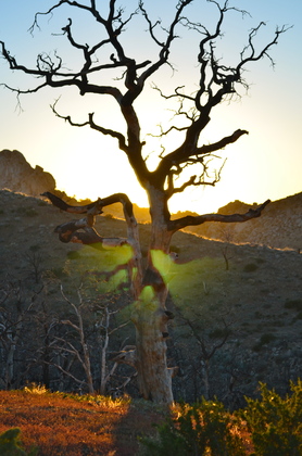 Mojave National Park Preserve
