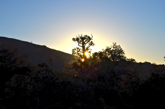 Mojave