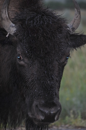 Theodore Roosevelt National Park