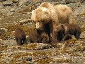 Katmai National Park, Katmai Alaska