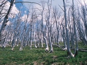 YELLOWSTONE NATIONAL PARK