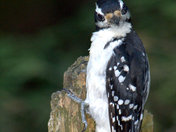 Wood pecker