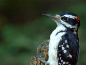 Wood pecker