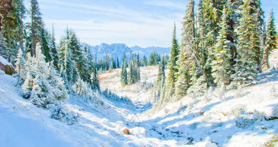 Mt. Ranier National Park