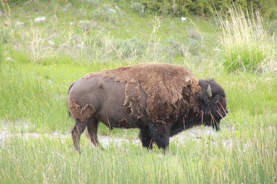 Yellowstone