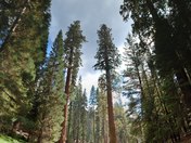 Sequoia National Park