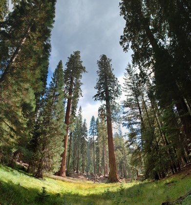Sequoia National Park