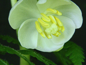 Big South Fork National Recreation Area