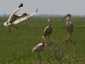 Lacassine National Wildlife Refuge
