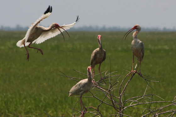 Lacassine National Wildlife Refuge