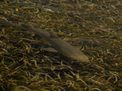 Virgin Islands National Park