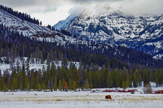 Yellowstone National Park