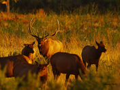 Charles M. Russell Wildlife Refuge