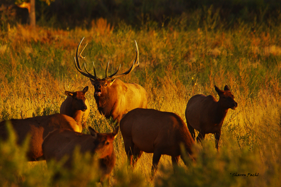 Charles M. Russell Wildlife Refuge