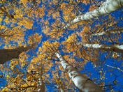 Inyo National Forest