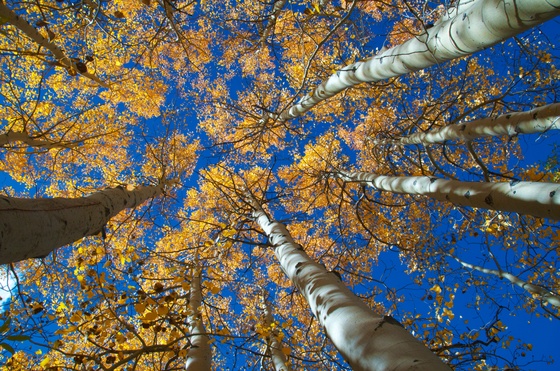 Inyo National Forest