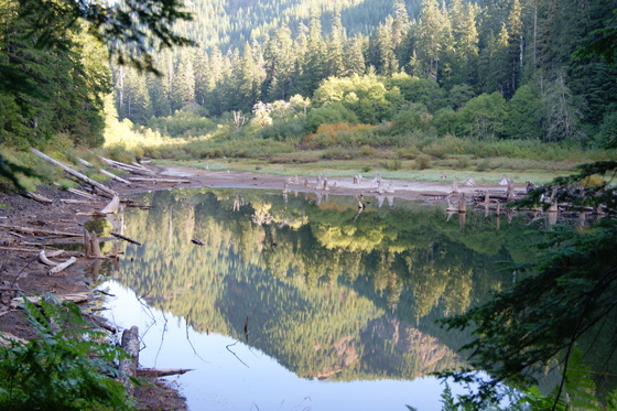 Olympic National Forest
