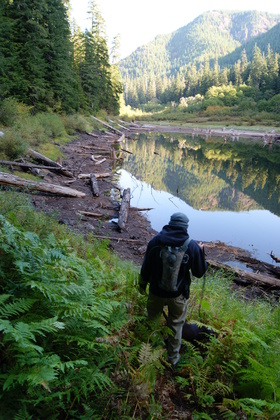 Olympic National Forest