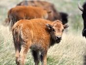 Theodore Roosevelt National Park