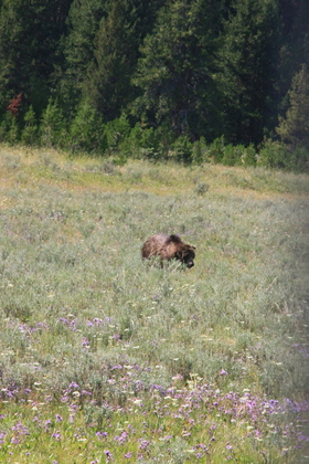 Yellowstone National Park