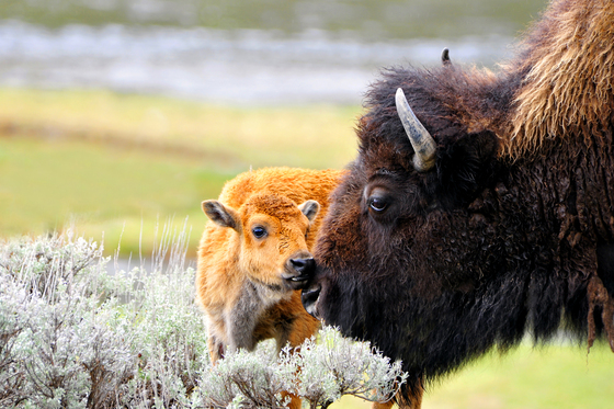 yellowstone national park
