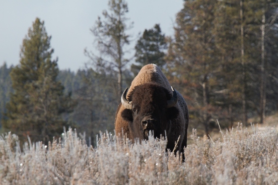 Yellowstone National Park