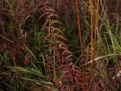 Minnesota Valley National Wildlife Refuge