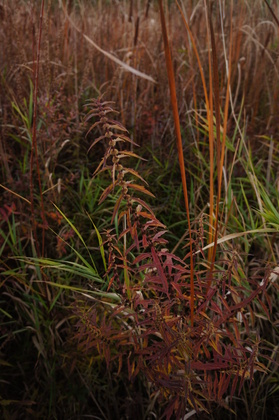 Minnesota Valley National Wildlife Refuge