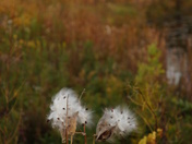 Minnesota Valley National Wildlife Refuge