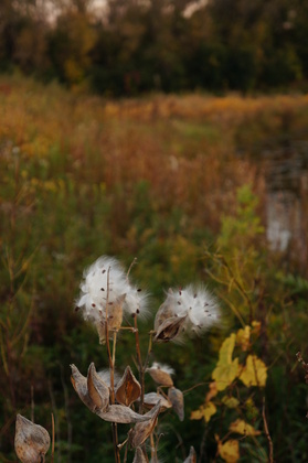 Minnesota Valley National Wildlife Refuge