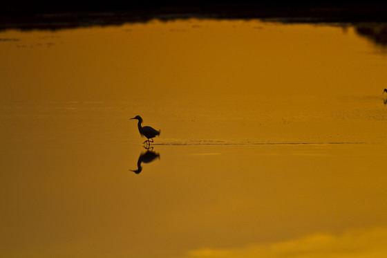 Chincoteague National Wildlife Refuge