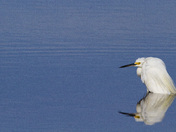 Chincoteague National Wildlife Refuge