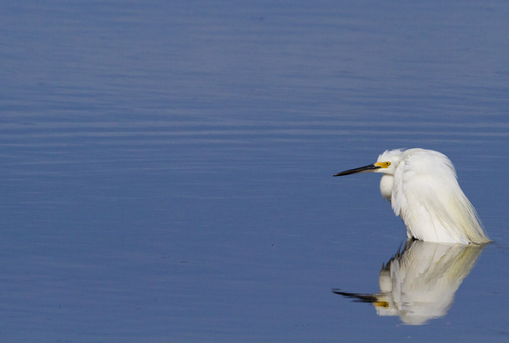 Chincoteague National Wildlife Refuge