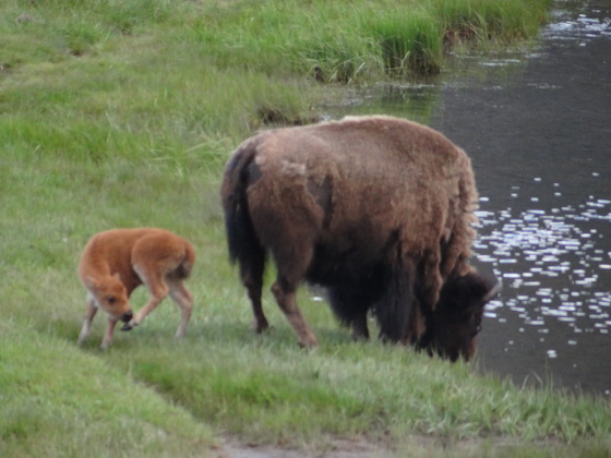 yellowstone national park