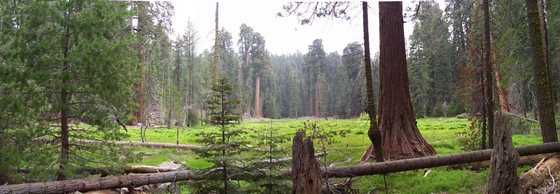 Sequoia National Park