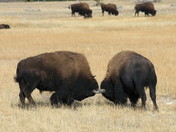 Yellowstone National Park