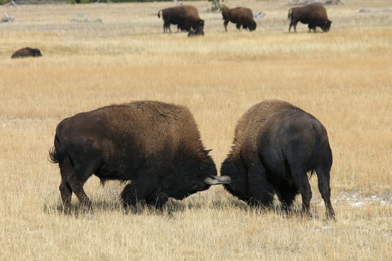 Yellowstone National Park