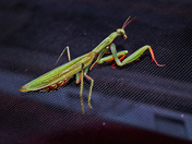Praying Mantis