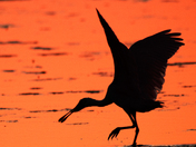 JN Ding Darling National Wildlife Refuge